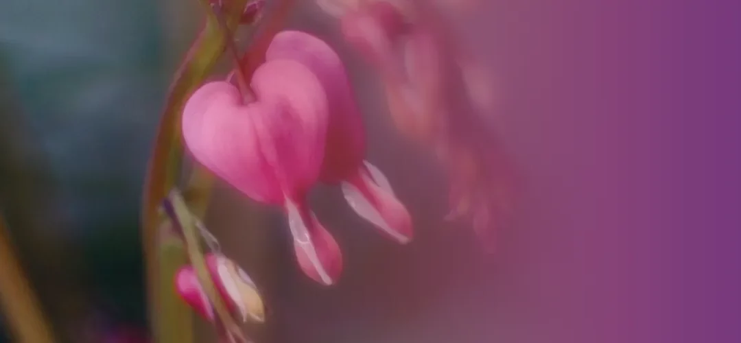 … Frühling … ganz bestimmt …